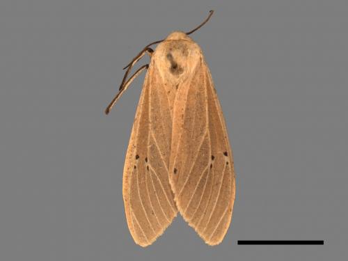 Creatonotos transiens vacillans[八點燈蛾][00022133]