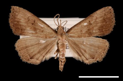Zanclognatha terminalis[00011552]