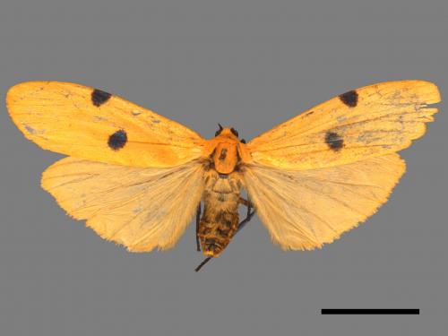 Conilepia nigricosta paiwan[藍緣苔蛾][00047626]