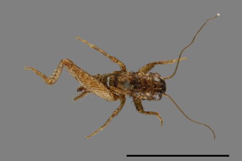 <已分類>Family：Gryllidae[蟋蟀科][00054281]