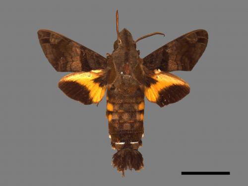 Macroglossum pyrrhosticta[黃斑長喙天蛾][00016543]