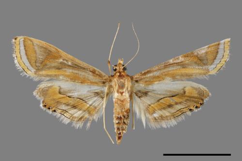 Eoophyla gibbosalis[00022273]