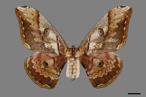 Saturnia thibeta nbsp okurai[大綠目天蠶蛾][00069821]