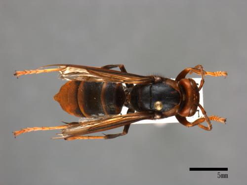 Vespa velutina[黃腳虎頭蜂][00098974]
