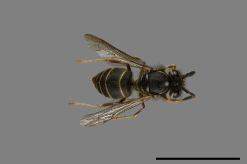 Vespula flaviceps[細黃胡蜂][00073302]