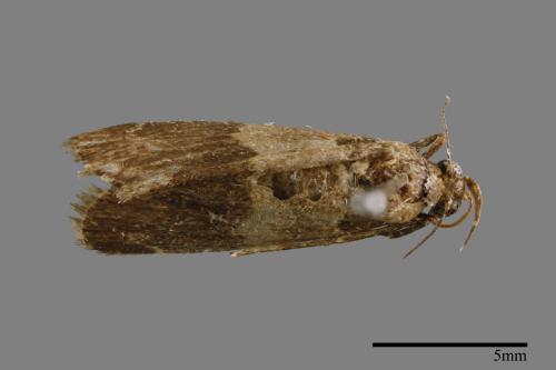 <已分類>Family：Noctuidae[夜蛾科][00010951]
