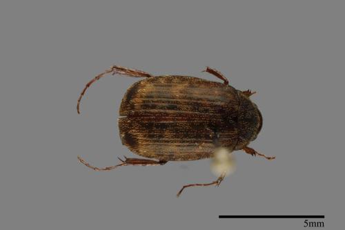 <已分類>Family：Scarabaeidae[金龜子科][00092472]