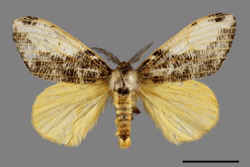 Locharna strigipennis[00042582]