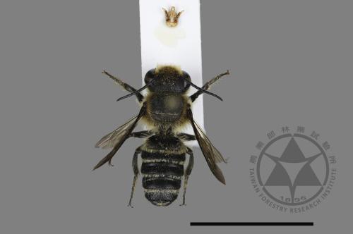 <已分類>Genus：Megachile[切葉蜂屬][00197930]