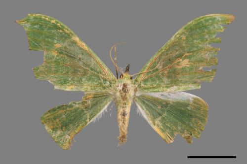 Tanaorhinus viridiluteatus[雙點鐮翅青尺蛾][00089410]