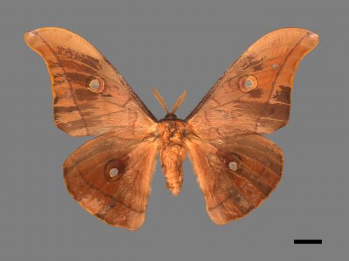 Antheraea pernyi[姬透目天蠶蛾][00016261]