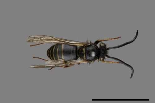 Vespula flaviceps[細黃胡蜂][00073091]