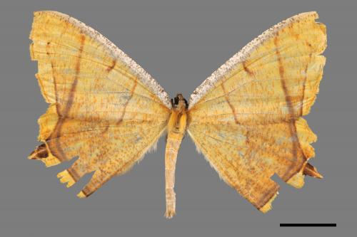 Thinopteryx crocoptera assamensis[黃蝶尺蛾][00045434]