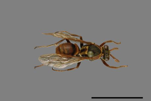 Polistes takasagonus[雙斑長腳蜂][00072655]