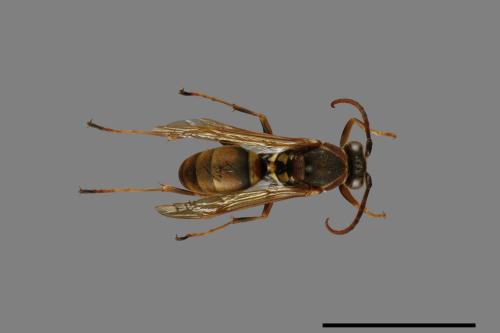 Polistes takasagonus[雙斑長腳蜂][00072674]