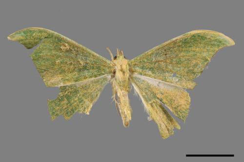 Tanaorhinus viridiluteatus[雙點鐮翅青尺蛾][00089948]