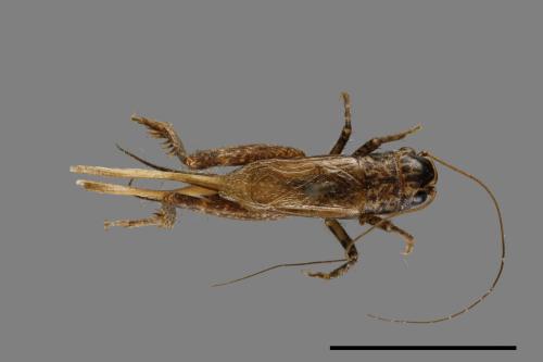 <已分類>Family：Gryllidae[蟋蟀科][00026049]