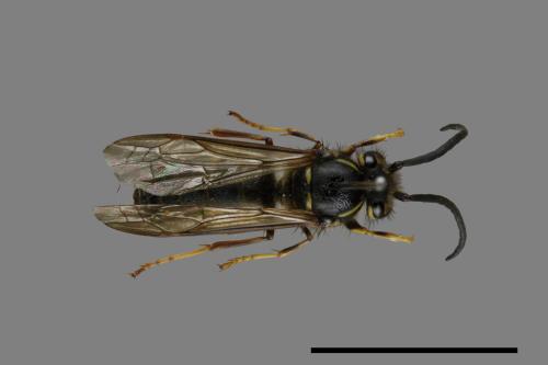 Vespula flaviceps[細黃胡蜂][00072876]