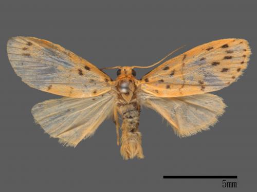 Asura acteola[台條紋豔苔蛾][00023664]