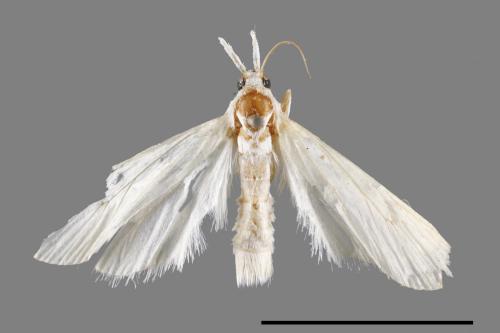 <已分類>Family：Crambidae[草螟科][00065067]