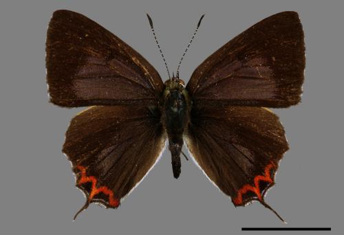 Heliophorus ila matsumurae[紅邊黃小灰蝶][00015102]