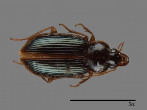 <已分類>Family：Carabidae[步行蟲科][00041741]