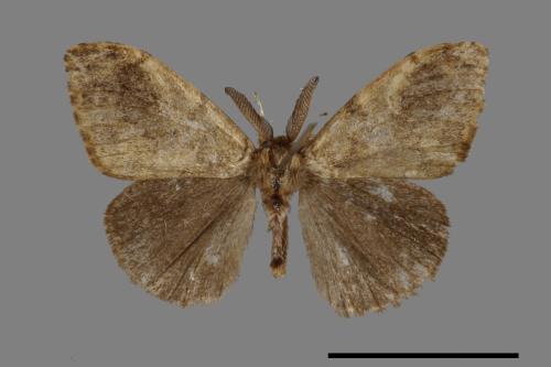 Orgyia postica[小白紋毒蛾][00044368]
