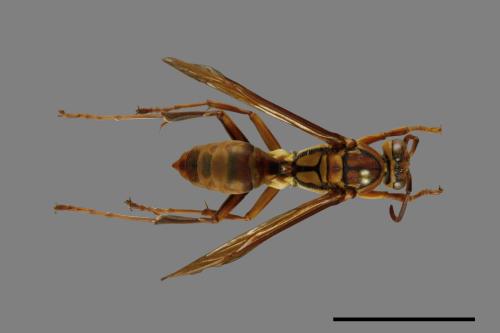 Polistes formosanus[00101419]