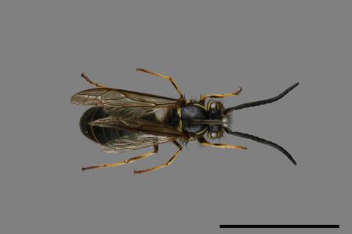 Vespula flaviceps[細黃胡蜂][00072905]