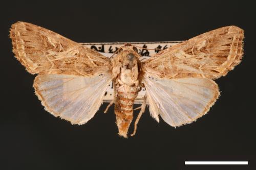 Spodoptera litura[斜紋夜蛾][00002836]