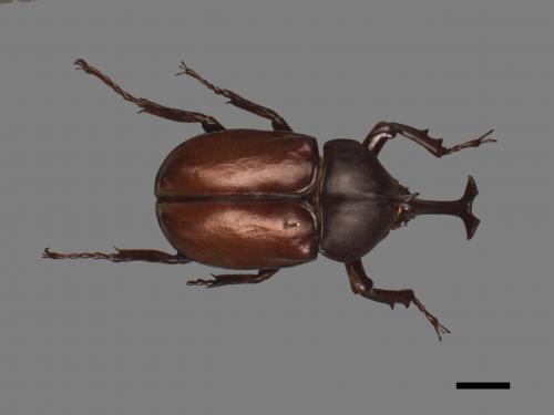 Allomyrina dichotomus[獨角仙][00080705]