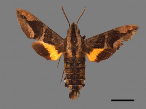 Macroglossum mitchellii imperator[背帶長喙天蛾][00016613]