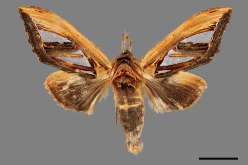 Tarsolepis taiwana[臺灣銀斑舟蛾][00052821]