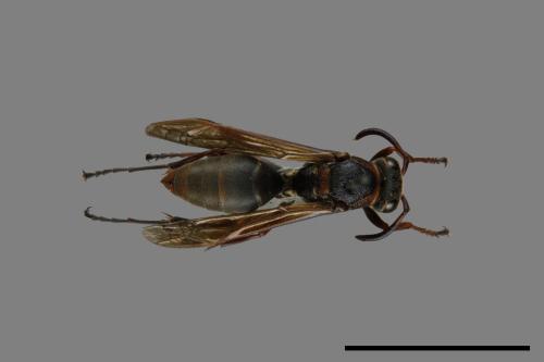 Polistes eboshinus[姬長腳蜂][00072630]