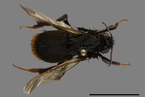 Bombus trifasciatus[威氏熊蜂][00101434]
