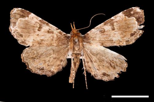 <已分類>Family：Noctuidae[夜蛾科][00007793]