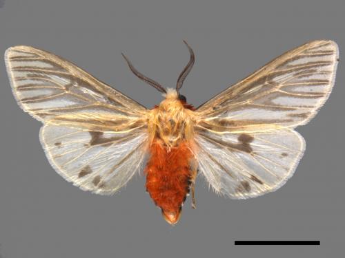 Argyarctia reikoae[00018751]