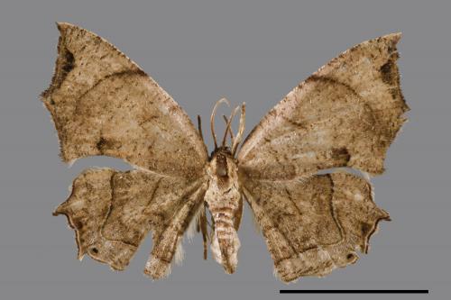 Dysaethria obscuraria[00042006]