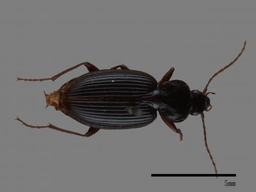 <已分類>Family：Carabidae[步行蟲科][00083014]