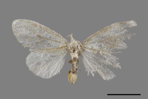 <已分類>Genus：Euproctis[00052197]
