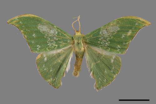 Tanaorhinus viridiluteatus[雙點鐮翅青尺蛾][00056614]