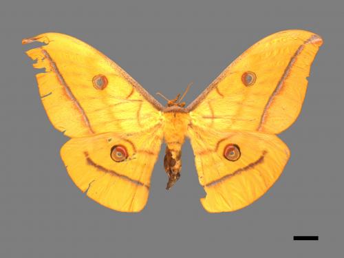 Antheraea yamamai superba[大透目天蠶蛾][00016115]