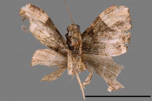 <已分類>Family：Geometridae[尺蠖蛾科][00089919]