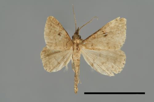 <已分類>Genus：Naarda[00008209]