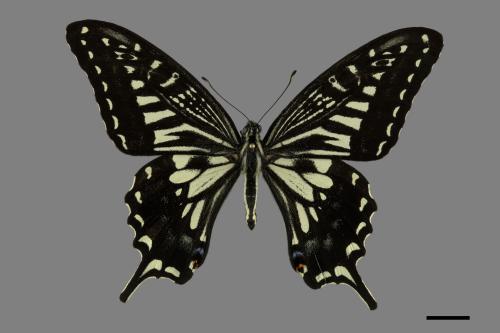 Papilio xuthus[柑橘鳳蝶][00093869]