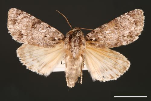 Acronicta albistigma[00000438]