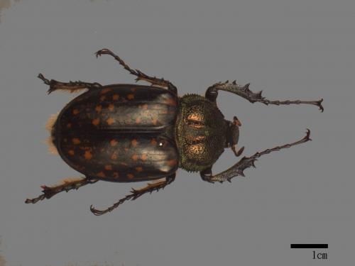 Cheirotonus macleayi formosanus[臺灣長臂金龜][00085105]