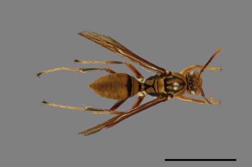 Polistes formosanus[00013212]