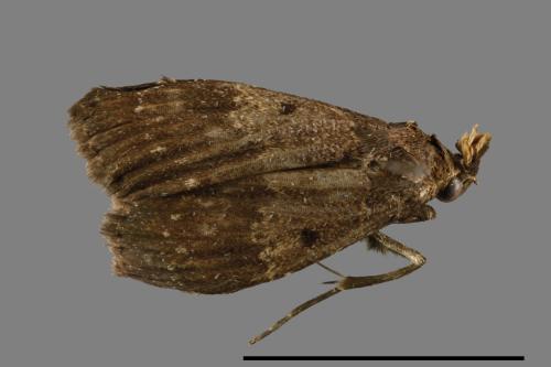 <已分類>Family：Noctuidae[夜蛾科][00010756]