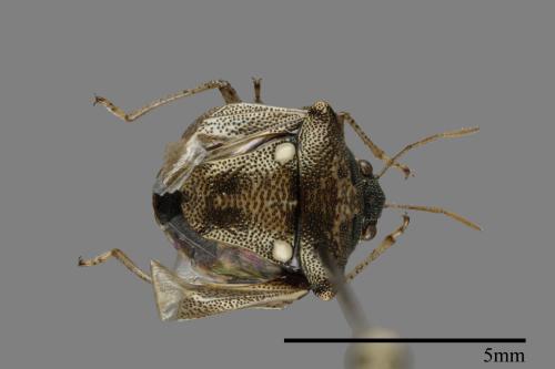 Eysarcoris guttigerus[00093988]